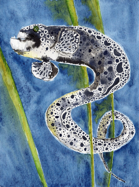 Neither wolf nor eel